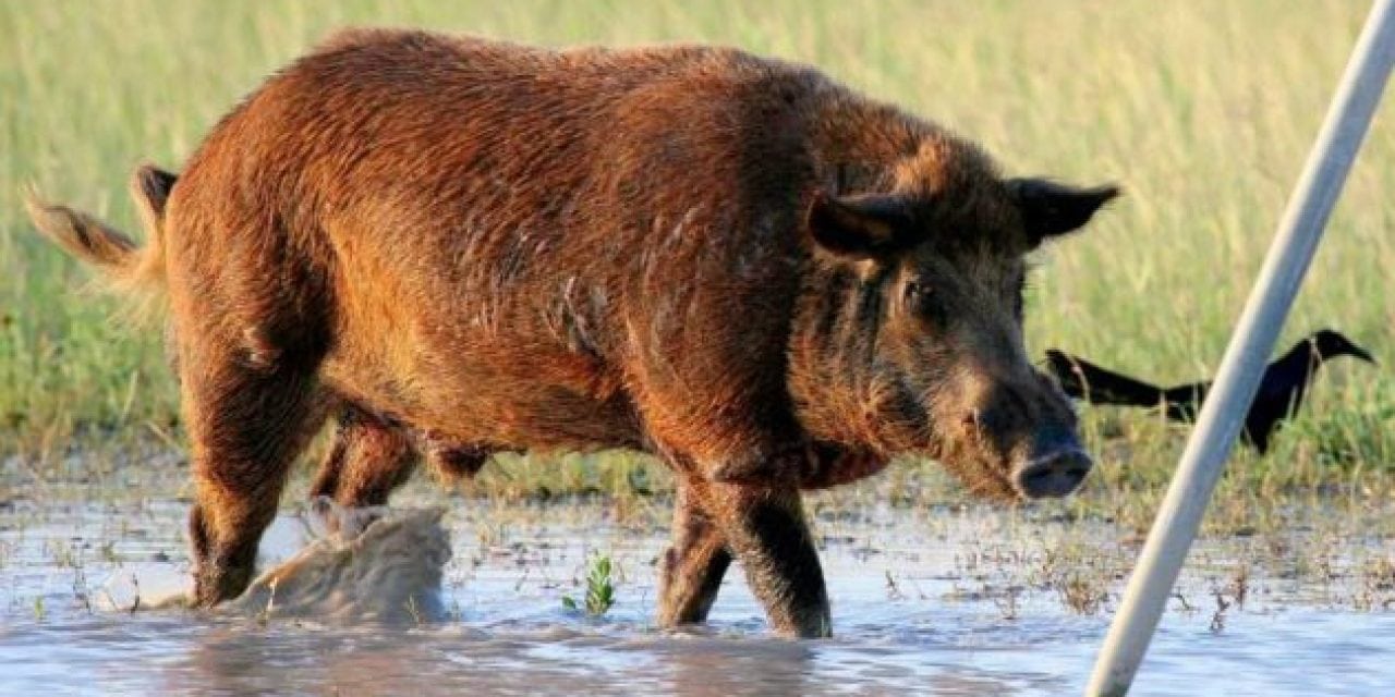 Feral Hogs Becoming Serious Problem in West Austin Community