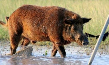 Feral Hogs Becoming Serious Problem in West Austin Community