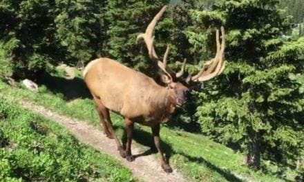 Giant 6×6 Velvet Elk Hangs Out with Some Hikers