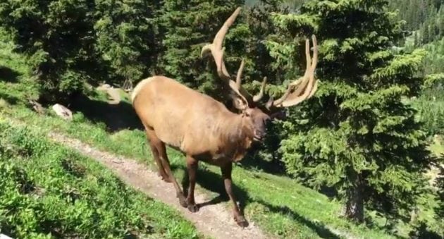 Giant 6×6 Velvet Elk Hangs Out with Some Hikers