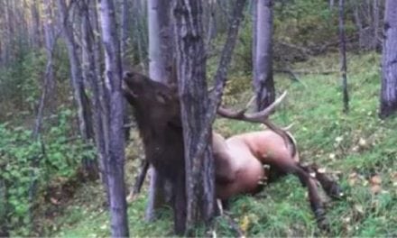 Heart-Shot Bull Elk Gets Stopped in its Tracks, Quite Literally