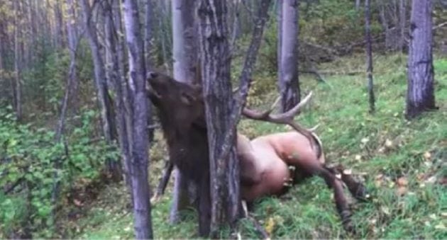 Heart-Shot Bull Elk Gets Stopped in its Tracks, Quite Literally