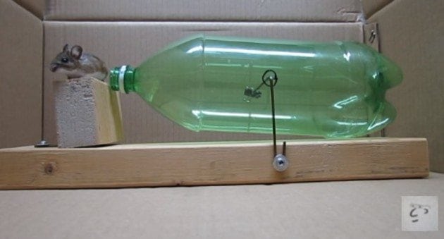 Here’s How to Turn a 2-Liter Bottle Into a Mousetrap