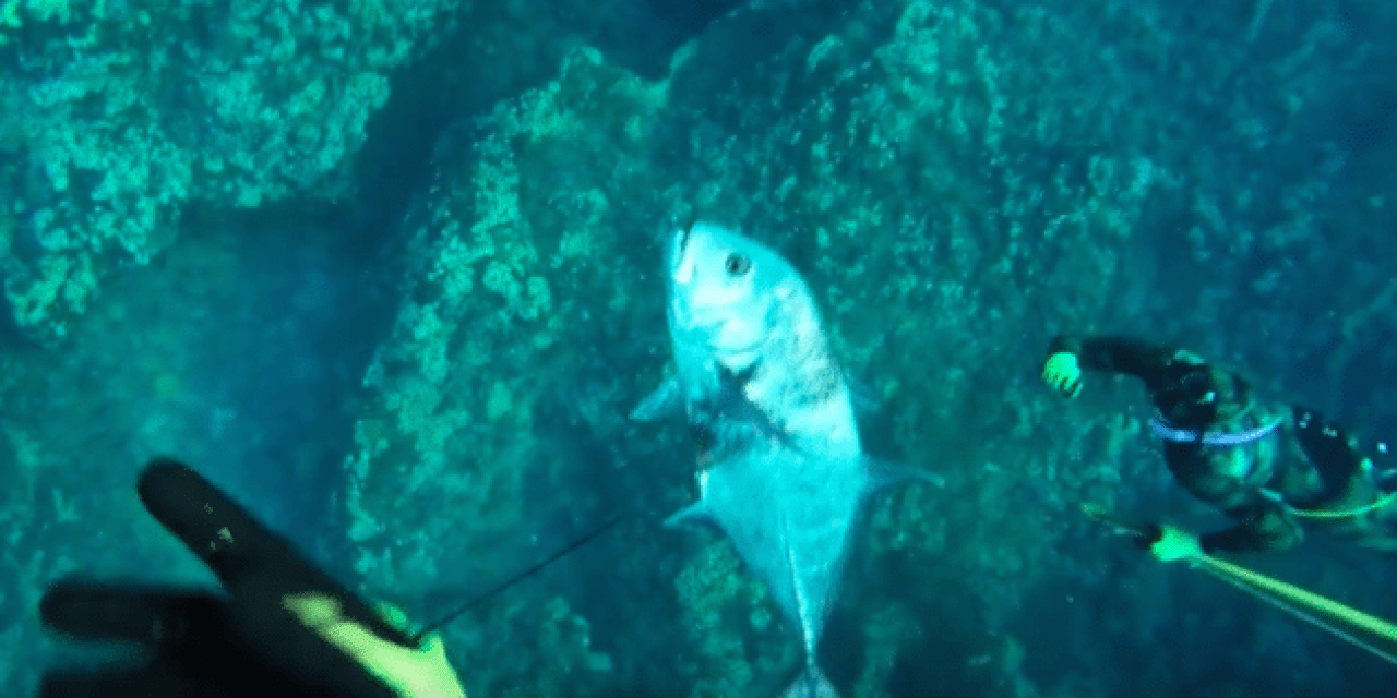 Here’s Some Epic Footage of What it’s Like to Go Spearfishing in Hawaii