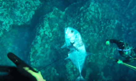 Here’s Some Epic Footage of What it’s Like to Go Spearfishing in Hawaii