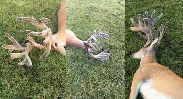 Here’s the REAL Story of the Giant Roadkilled Velvet Buck That’s Gone Viral