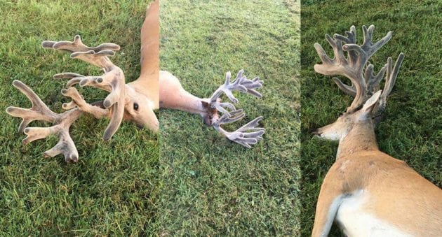 Here’s the REAL Story of the Giant Roadkilled Velvet Buck That’s Gone Viral