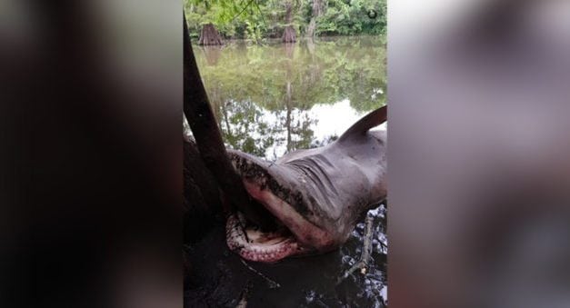 How Did a Dead Bull Shark End Up in Texas’ Trinity River? [VIDEO]