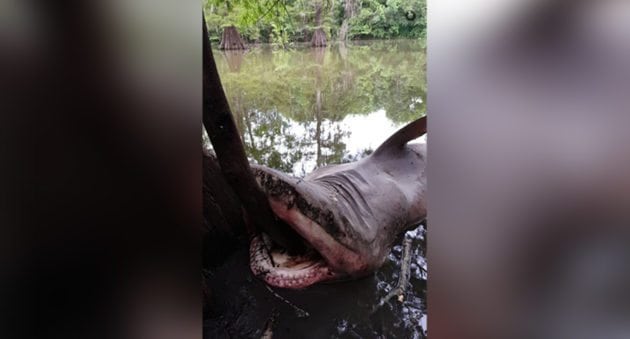 How Did a Dead Bull Shark End Up in Texas’ Trinity River? [VIDEO]