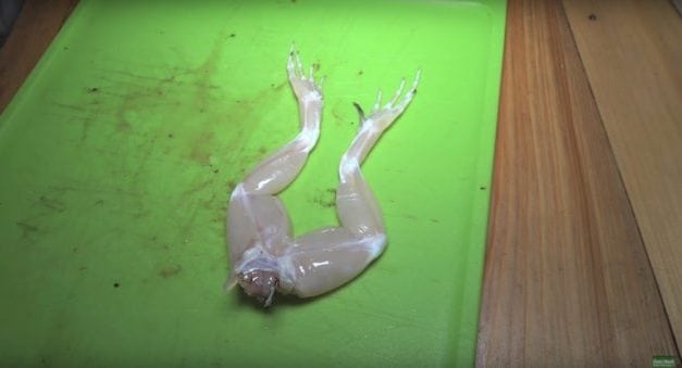 How to Catch, Clean and Cook Bullfrogs for Delicious Frog Legs