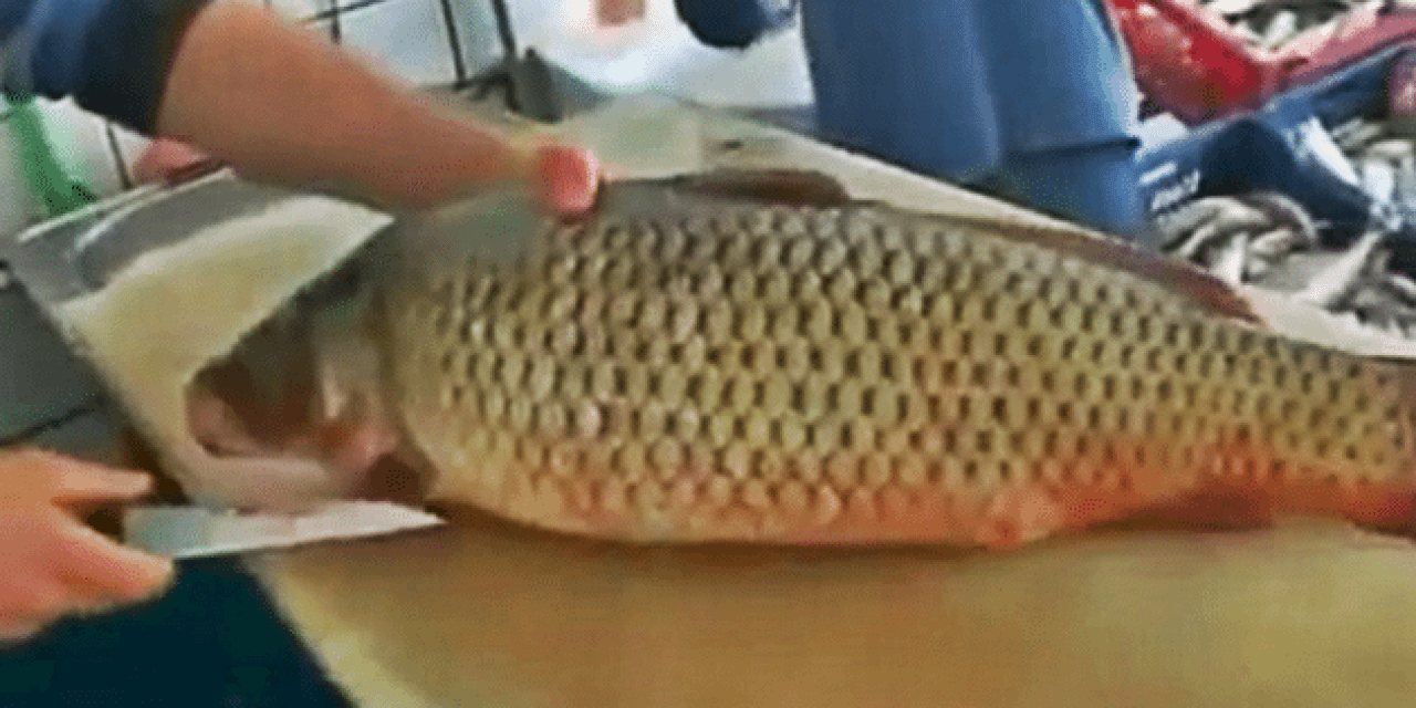 How to Clean a Carp Thoroughly and with Expert Efficiency