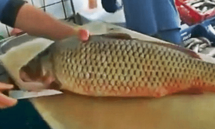 How to Clean a Carp Thoroughly and with Expert Efficiency