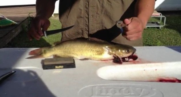 How to Fillet a Catfish the Quick and Easy Way