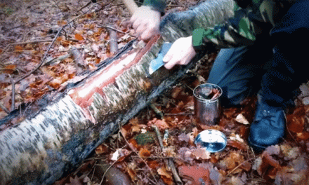How to Make Birch Oil Directly From Birch Bark