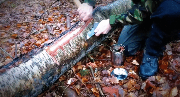 How to Make Birch Oil Directly From Birch Bark