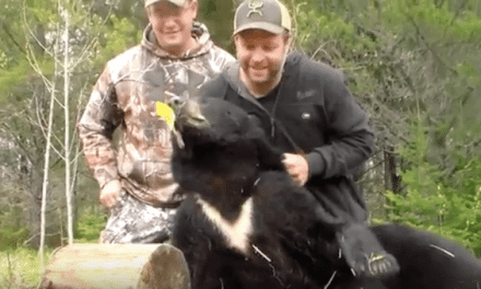 It Was an Amazing Black Bear Hunt in Canada for This Archer