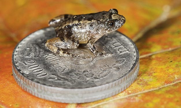 Last Frame: Robin Moore’s Night Frog