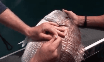 Learn How to Vent a Fish (That’s Right, a Fish)