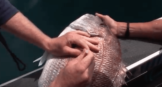 Learn How to Vent a Fish (That’s Right, a Fish)