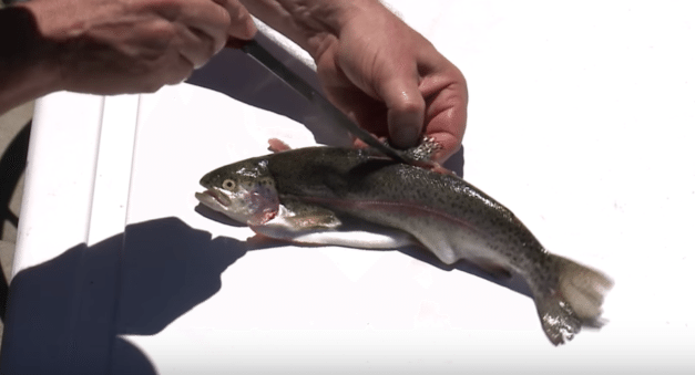 Learn the Best Way to Debone a Trout