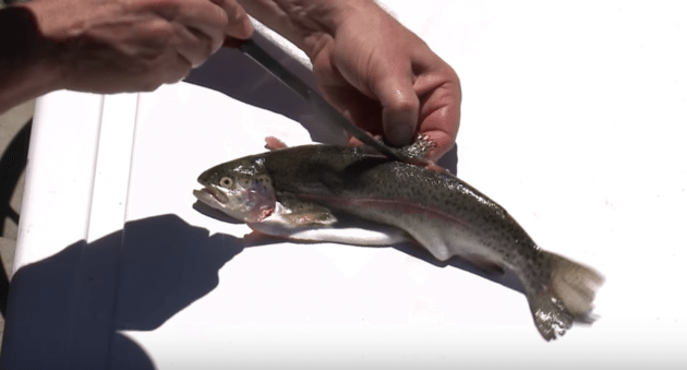 Learn the Best Way to Debone a Trout