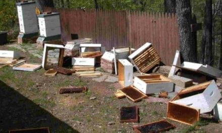 Michigan Bears Are Causing Big Problems for Beekeepers