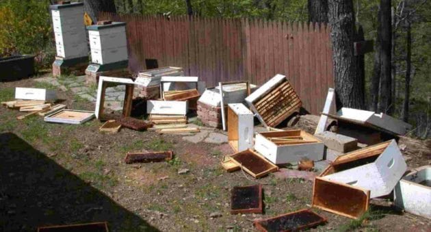 Michigan Bears Are Causing Big Problems for Beekeepers