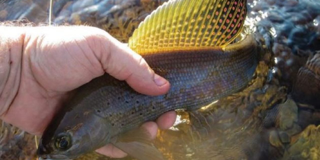 Michigan Has a Plan to Restore Arctic Grayling to its Waters