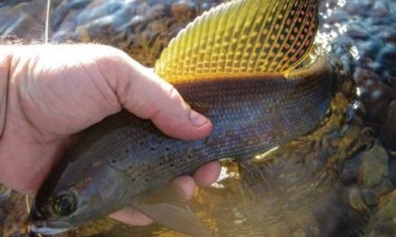 Michigan Has a Plan to Restore Arctic Grayling to its Waters
