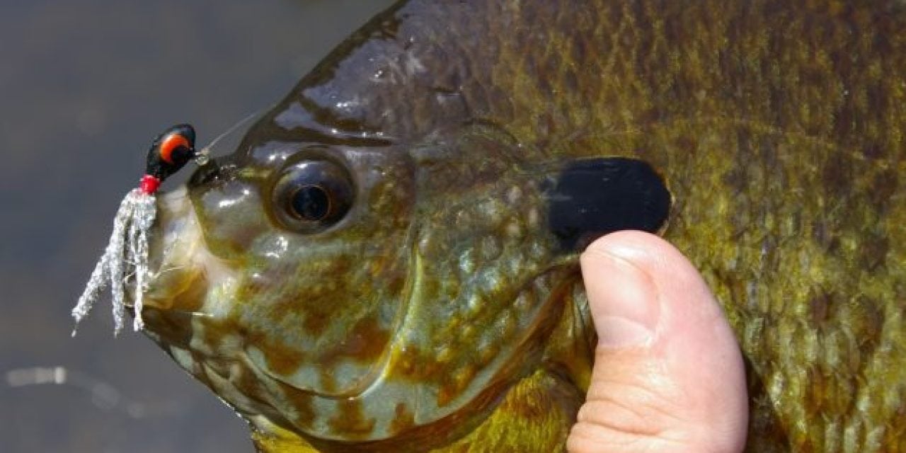 Michigan Man Charged After Catching 111 Panfish for ‘Family Reunion’ Dinner