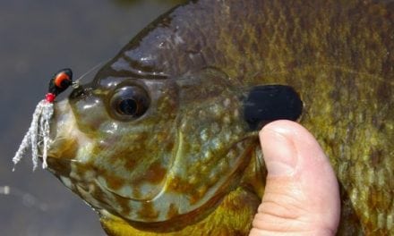 Michigan Man Charged After Catching 111 Panfish for ‘Family Reunion’ Dinner