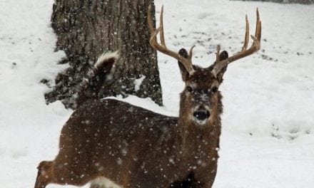 Michigan Will Not Have Statewide Antler Point Restrictions