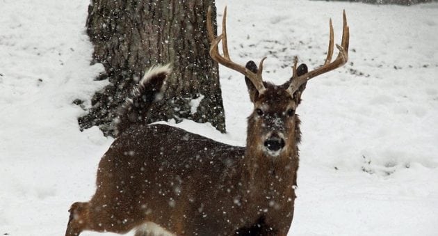 Michigan Will Not Have Statewide Antler Point Restrictions
