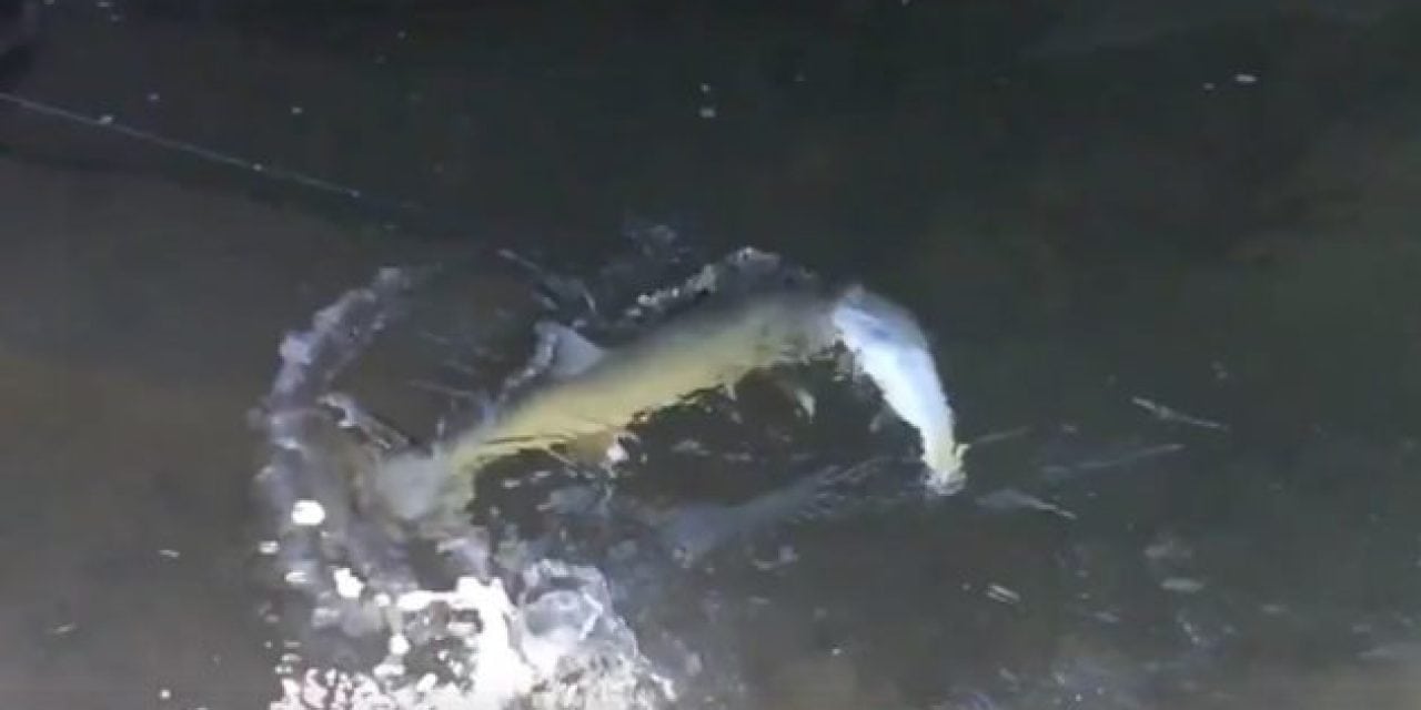 Monster Bull Trout Crushes a Rainbow Trout While it’s Being Caught