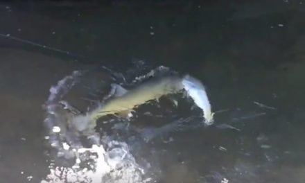 Monster Bull Trout Crushes a Rainbow Trout While it’s Being Caught