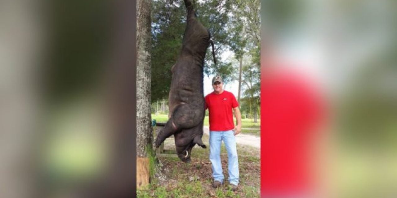 Monster Hog Taken From Man’s Front Porch in Alabama