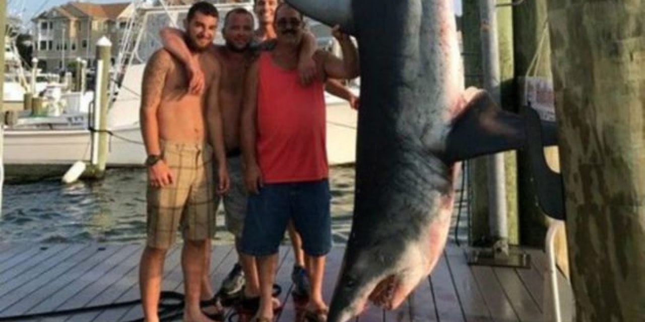 Monster Mako Shark Won’t Make Record Book Because of Technicality