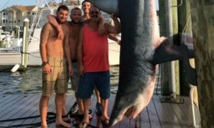 Monster Mako Shark Won’t Make Record Book Because of Technicality