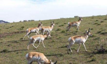 More Pronghorns Means More Hunting Opportunities in South Dakota