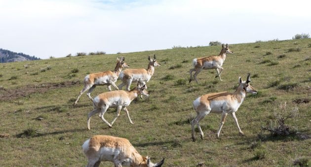 More Pronghorns Means More Hunting Opportunities in South Dakota