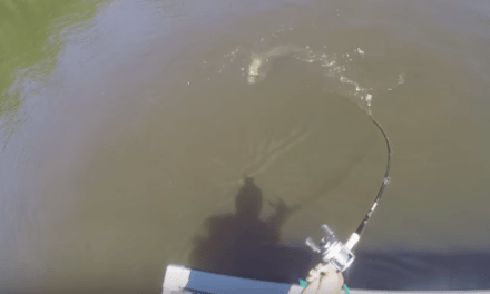 Nice Sized Following Muskie Stolen by Partner in Back of Boat