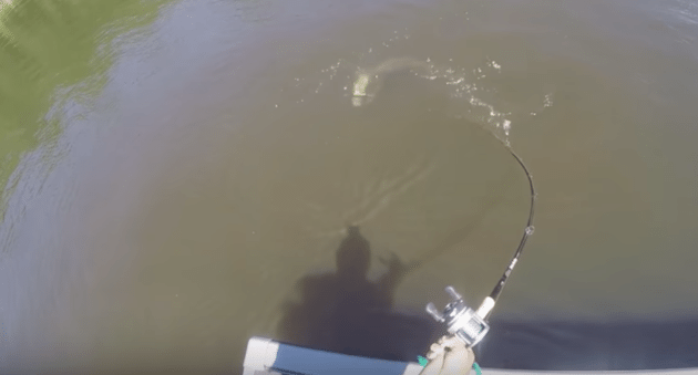 Nice Sized Following Muskie Stolen by Partner in Back of Boat