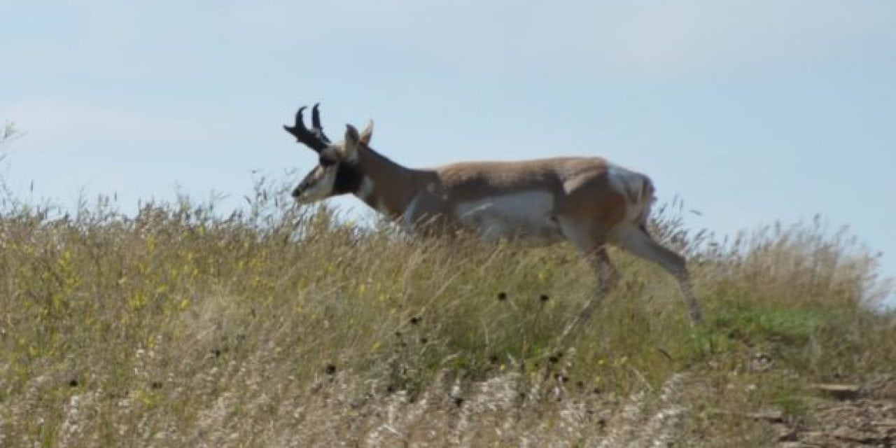 North Dakota Pronghorn Population Might be in Trouble, Here’s Why