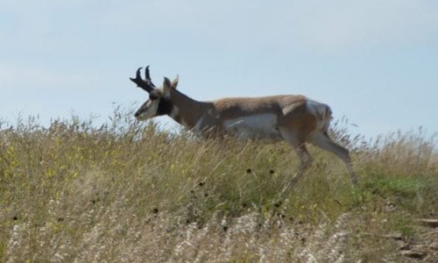 North Dakota Pronghorn Population Might be in Trouble, Here’s Why
