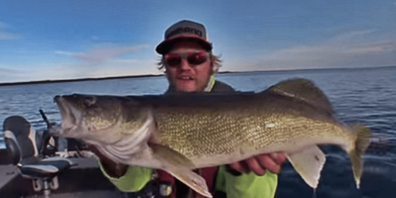 On the Hunt for a Master Angler 28-Inch Big Walleye