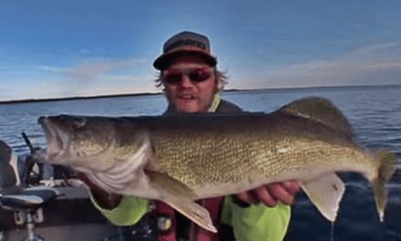 On the Hunt for a Master Angler 28-Inch Big Walleye