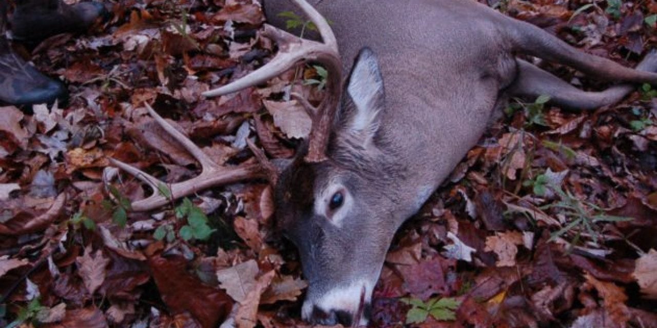 Pennsylvania Confirms Wild, CWD-Positive Buck Discovered in Clearfield County