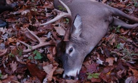 Pennsylvania Confirms Wild, CWD-Positive Buck Discovered in Clearfield County