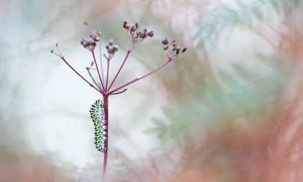 Photo Of The Day By Henrik Spranz