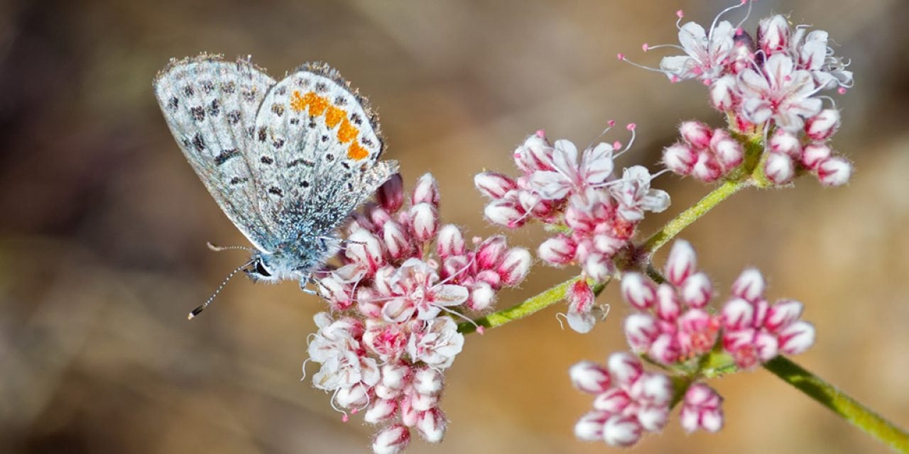 Photo Of The Day By Marty Knippel